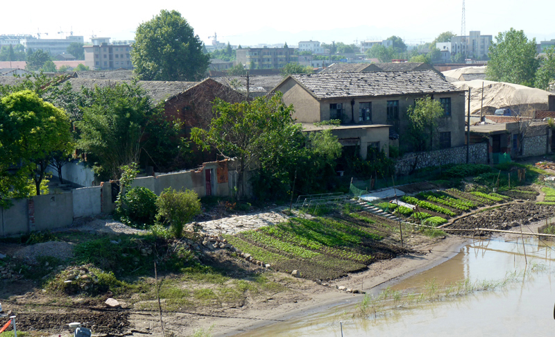 19 Yangtze life